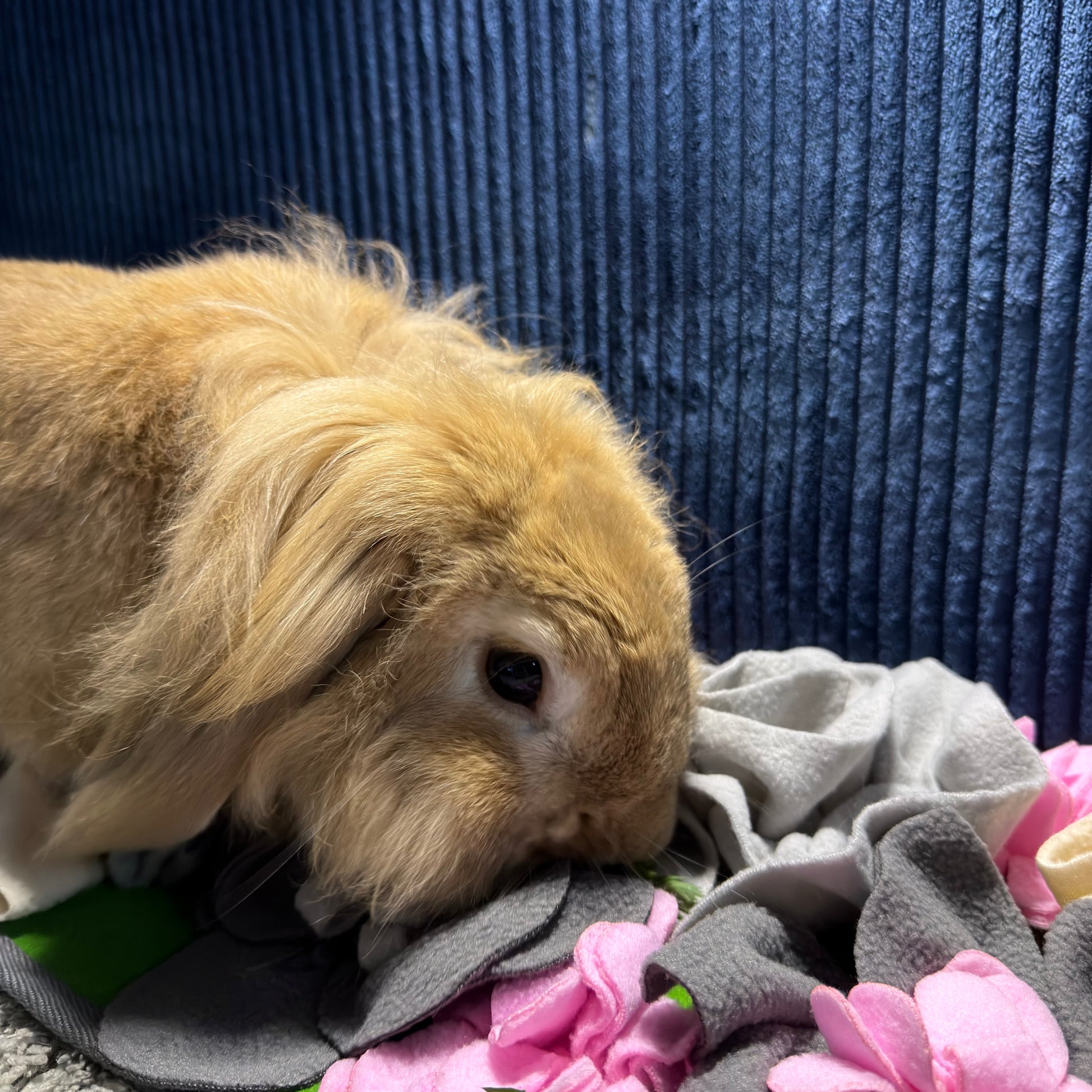 Tapis de fouille lapin vue d'ensemble accessoire enrichissement
