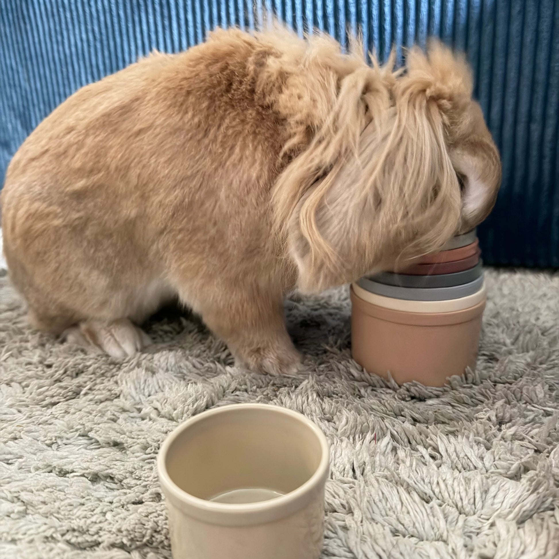 Tasses empilables pour lapin jouet éducatif et stimulant