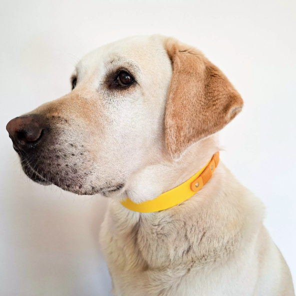 Poilu porte fièrement le collier en biothane jaune 