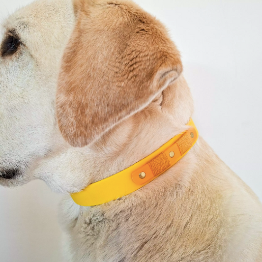 Collier idéal pour les chiens balladeurs