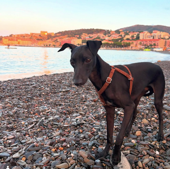 Chien en ballade avec le harnais en velours côtelé couleur Terre Battue