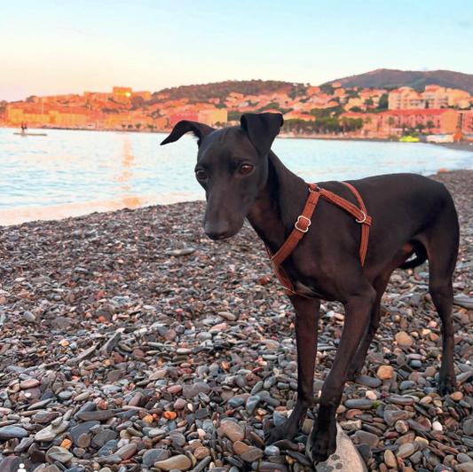 Chien en ballade avec le harnais en velours côtelé couleur Terre Battue