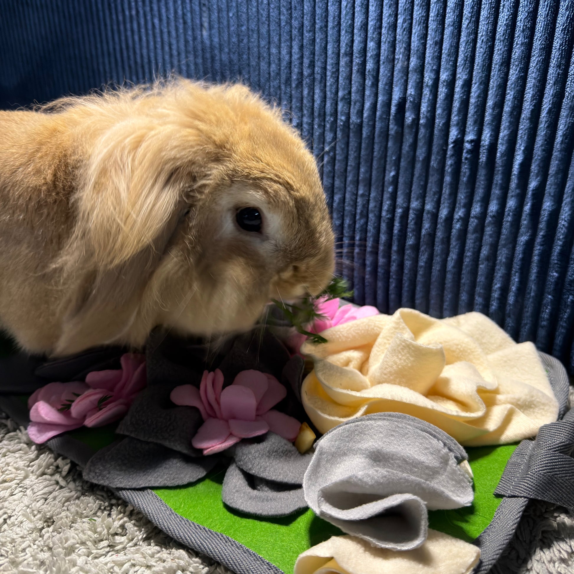 Lapin jouant avec tapis de fouille enrichissement comportemental
