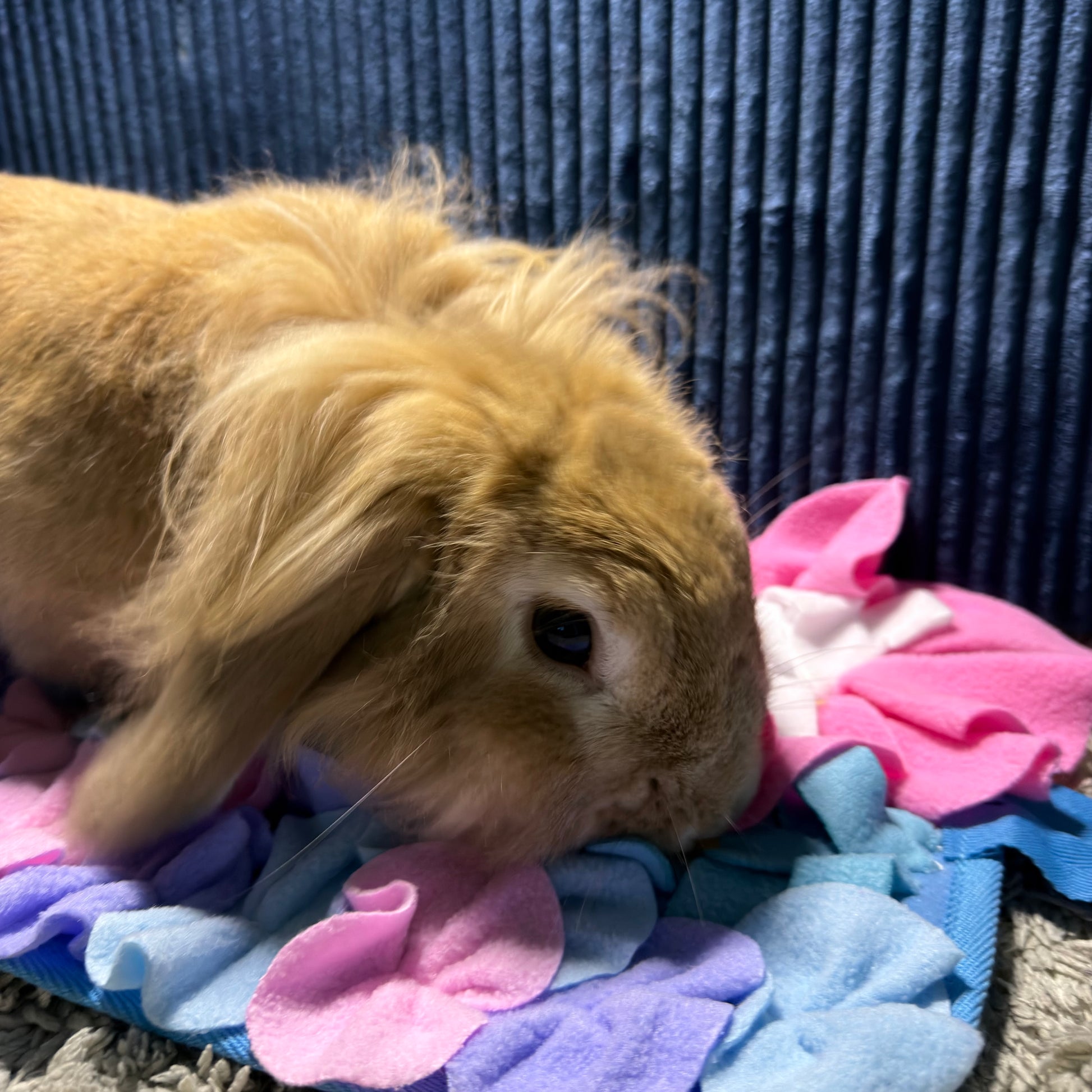 Jouet tapis de fouille lapin anti-ennui et occupation
